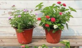 吕大锤最新爆料视频,揭秘幕后真相，带你走进事件核心